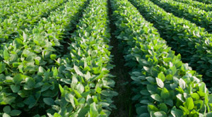soybeans_