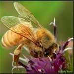 honeybee_150