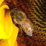 honeybee_sunflower_150